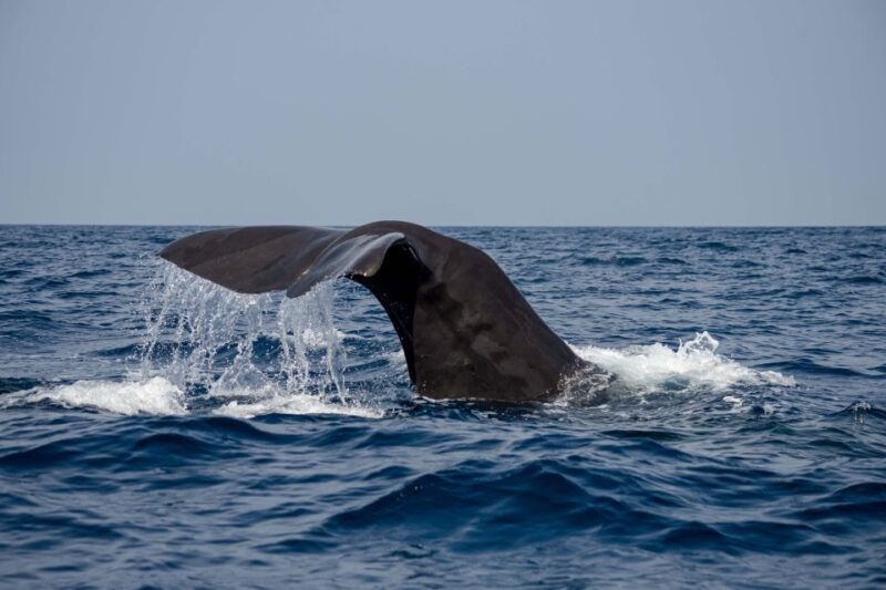 Bleik: Whale Watching by Speedboat With Puffins and Muffins - Health and Safety Requirements