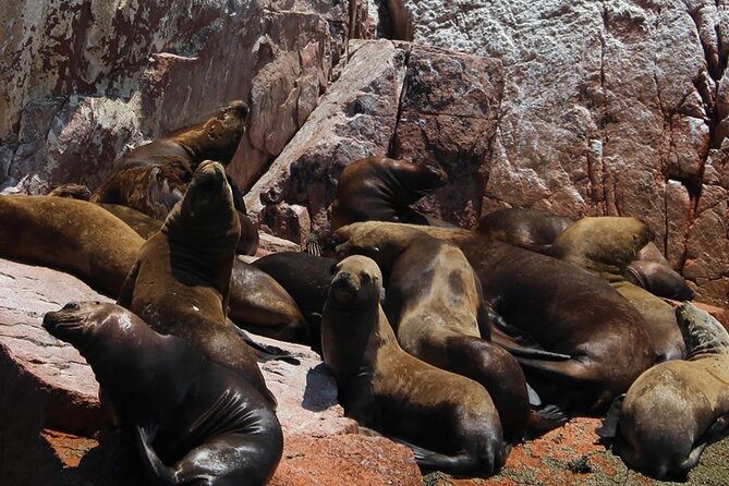 Boat Tour of the Ballestas Islands in Paracas - Accessibility and Capacity