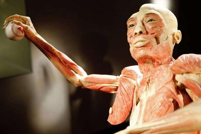 Bodies The Exhibition at the Luxor Hotel and Casino - Reviews and Visitor Feedback