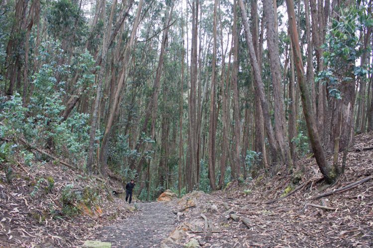 Bogota: East Hills Mountain Hike - Scenic Highlights