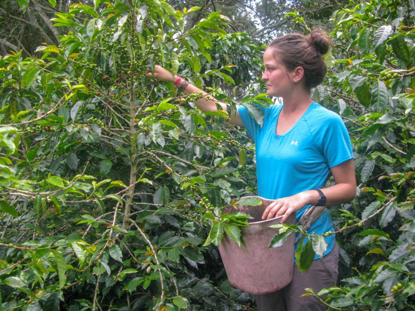 Bogotá: Guided Coffee Tour With Lunch, and Pickup & Drop-Off - Tasting Unique Fruits