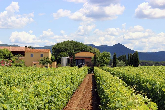Bolgheri: Sensorial Wine Tasting With Winery Tour - Logistics and Meeting Points