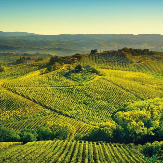BORGUNTO WINE AND OIL TASTING - Exploring Tuscan Tradition