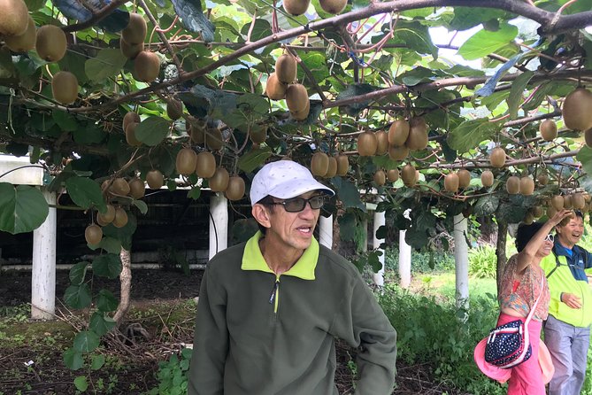 Boutique Tour , Mt Maunganui, NZ Farm, Rotorua Lakes/Geothermal - Geothermal Wonders Explored