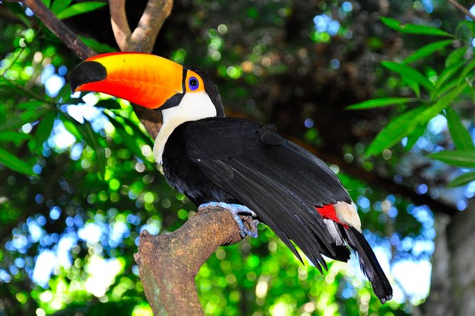 Brazilian Falls, Bird Park and Itaipu Dam From Foz Do Iguaçu - Additional Attractions to Consider
