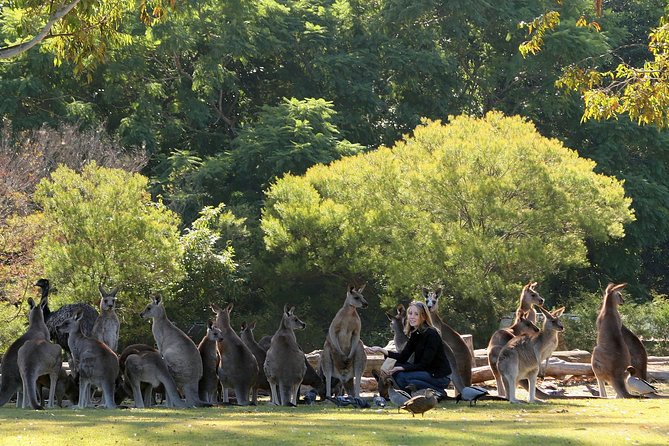 Brisbane River Cruise With Entry to Lone Pine Koala Sanctuary - Traveler Experiences