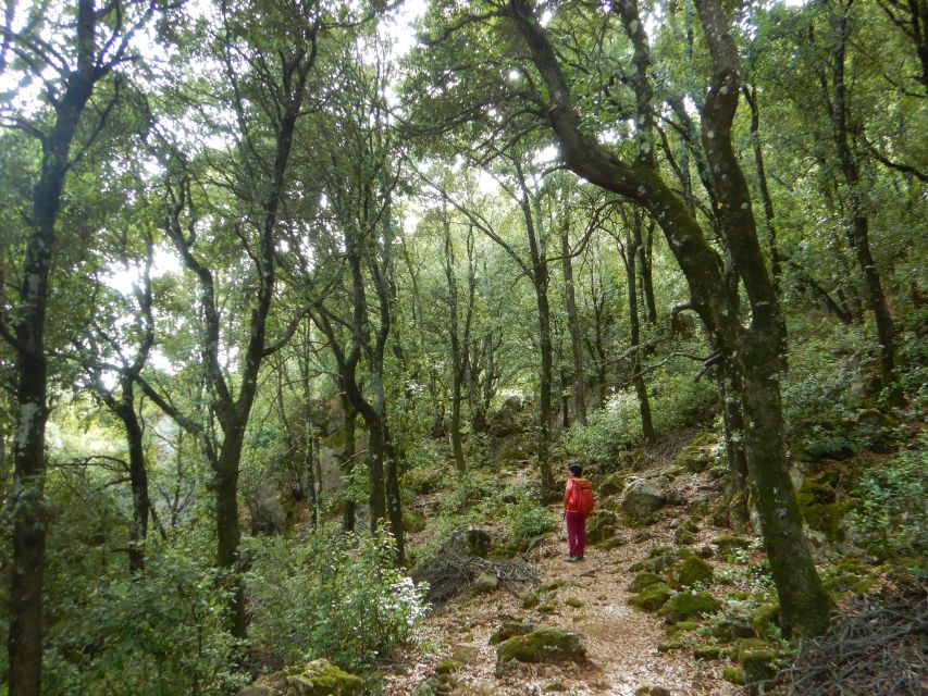 Bruncu Casteddu: Hiking Guided Tour Near Ulassai Village - Tour Suitability