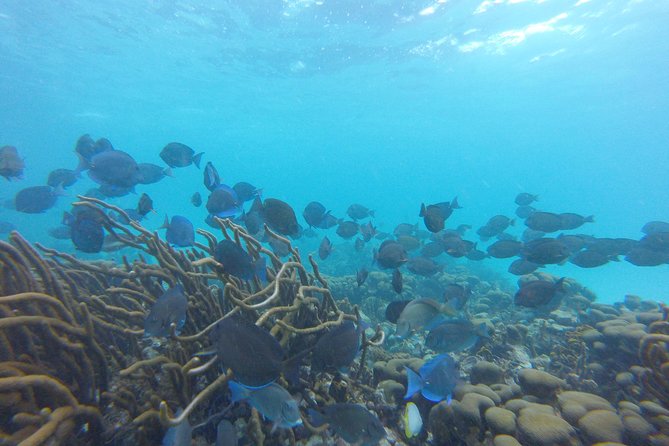 Buccoo Reef and Nylon Pool Adventure - Important Considerations