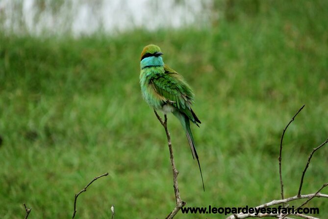 Bundala Safari Private Tours at Bundala National Park - Tour Exclusions