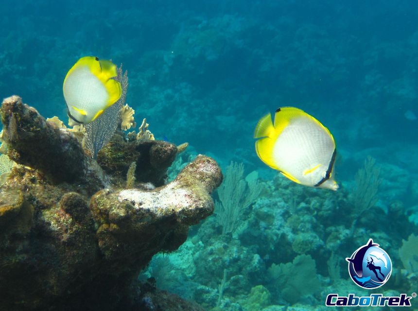 Cabo San Lucas Private and Shared Snorkeling Tour - Professional Snorkeling Guide