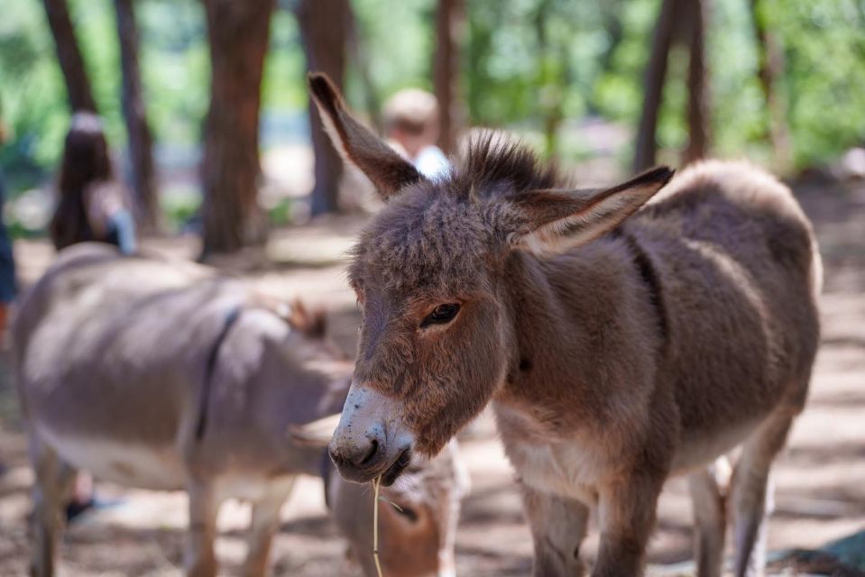 Cagliari: Picnic With Sardinian Donkeys - Interaction With Donkeys