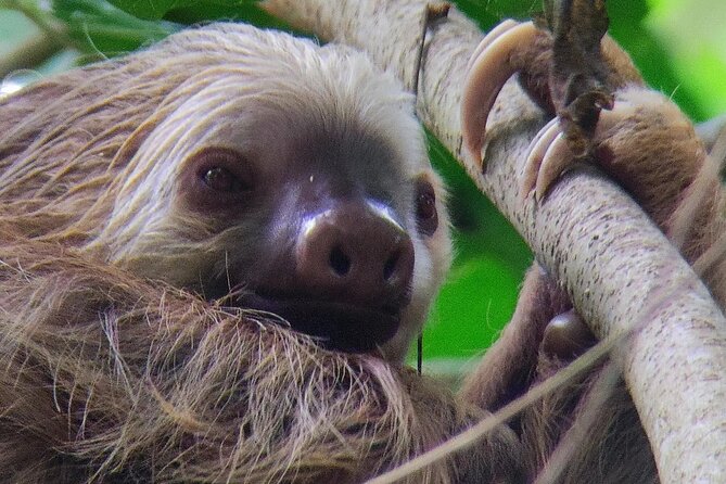 Cahuita National Park Hiking - Review Insights