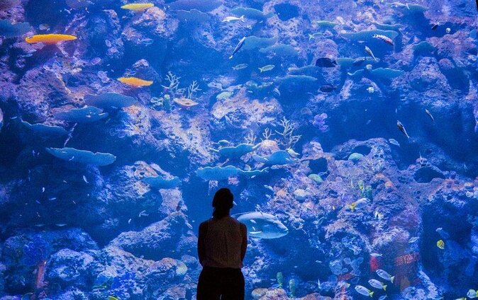 Cairns Aquarium Admission Ticket - Accessibility Features