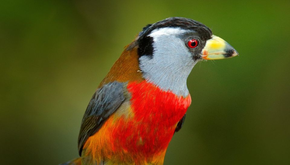 Cali Birdwatching: 4 Days of Feathered Marvels - Booking and Cancellation Policies