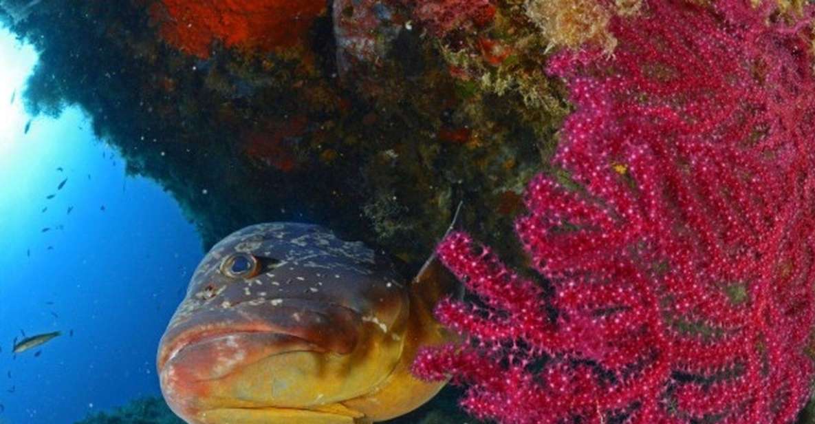 Calvi: PE12 Certificate Diving Lessons With Instructor - Preparation and Requirements