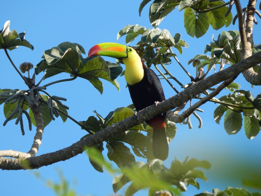 Cancun: Private Birdwatching Tour - Pickup and Drop-off Times