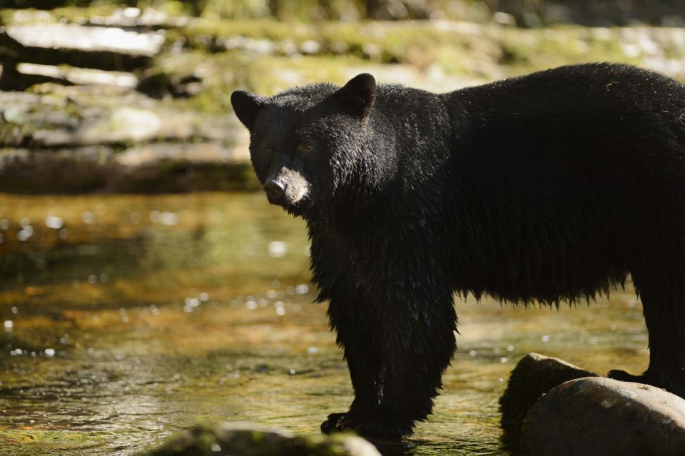 Canmore: 4-Hour Banff Park Safari Drive & Nature Walk - Wildlife Spotting Opportunities