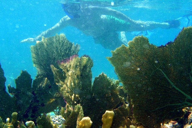 CAPTAIN ALANS 4hr -3 Islands-snorkeling-turtles-beach ADVENTURE - Customer Feedback