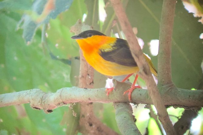 Carara National Park Tour - Pricing Details