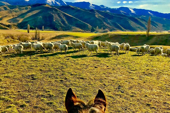 Cardrona Gold Discovery Trail Horse Trek(Beginner/Child Friendly) - Additional Activities and Souvenirs