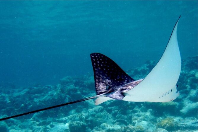 Cas Cay - Kayak Hike and Snorkel Adventure - Meeting Point and Pickup Location