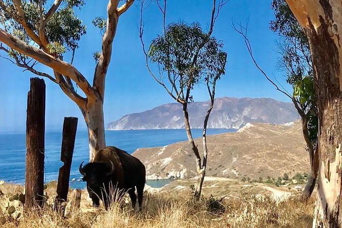 Catalina Island Bison Expedition - Wildlife Encounter Highlights