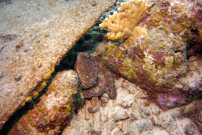 Certified Scuba Diving in Curacao - Health and Safety Guidelines