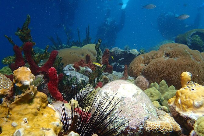 Champagne Reef, Bubble Beach and Scotts Head Snorkeling Tour by Boat in Dominica - Safety and Environmental Considerations