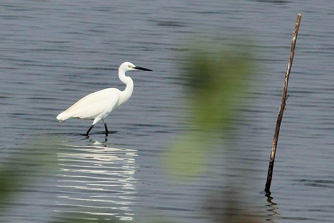 Chennai, Guided Birding And Birding Photo Trip With Spot Scope, 2 to 3 Hours - Booking Process