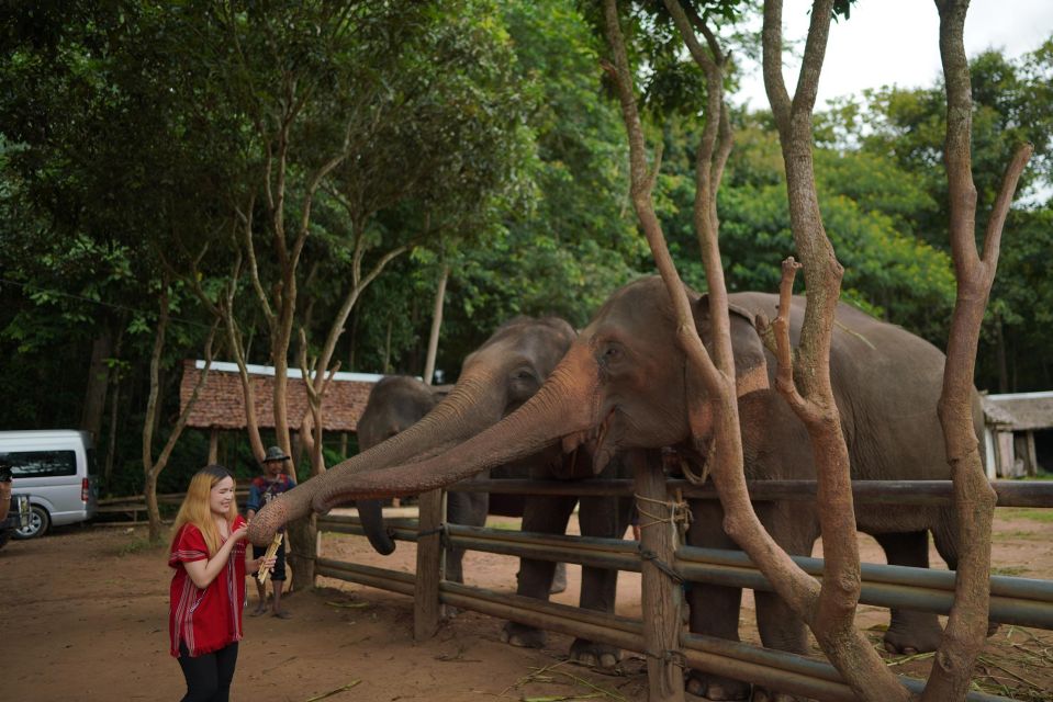 Chiang Mai: National Elephant Care, Rafting, & Ziplines Trip - Bamboo Rafting