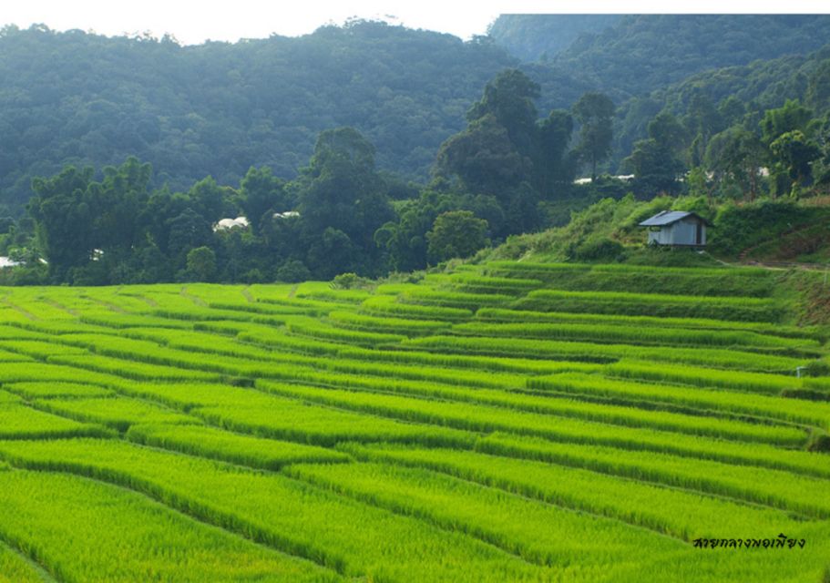 ChiangMai: Doi Inthanon National Park&mini-trek to Waterfall - Local Restaurant for Lunch