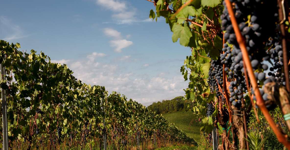 Chianti Colli Fiorentini Winery Tour 18KM From Florence - Customer Reviews