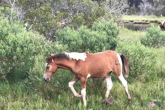 Chincoteagues Up The Bay Pony and Wildlife Tour by Boat - Meet Your Guide
