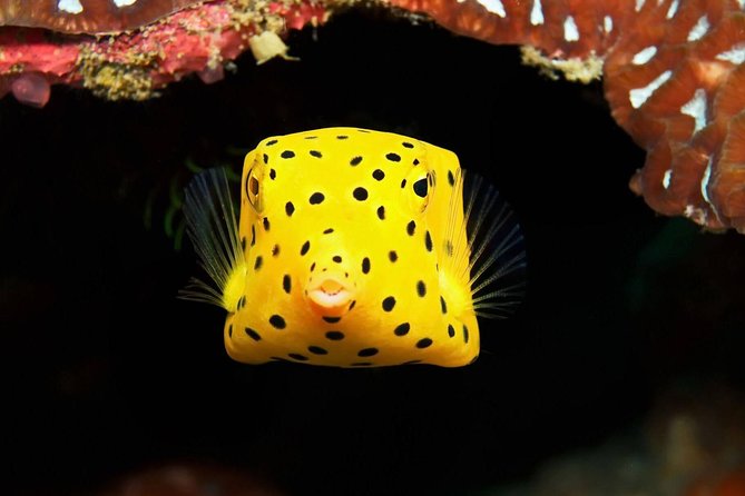 Chumphon Pinnacle-Koh Tao 2 Dive Trip for Certified Divers - Tips for a Great Experience