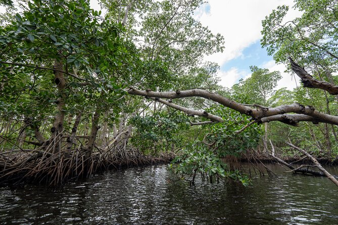 Clear Kayak Tour in North Miami Beach - Mangrove Tunnels - What to Bring