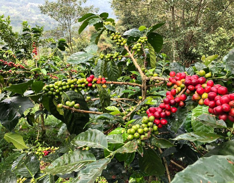 Coffee Farm and Salento Walking Tour With Lunch - Coffee Farm Experience