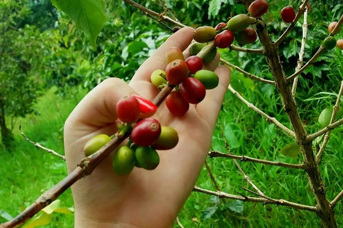 Coffee Tour in Hacienda Coloma in Fusagasugá From Bogotá (Private Tour) - Included Amenities and Services