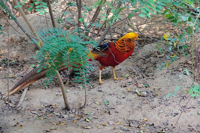 Colorful Species Of Birds - The Role of Color in Bird Behavior