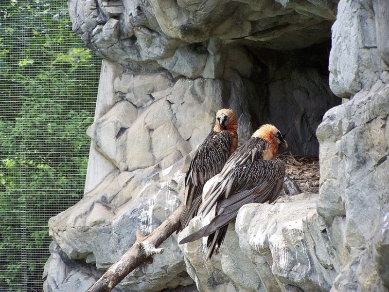 Combi Entrance Ticket to Alpine Zoo and Hungerburg - Booking and Cancellation Policy