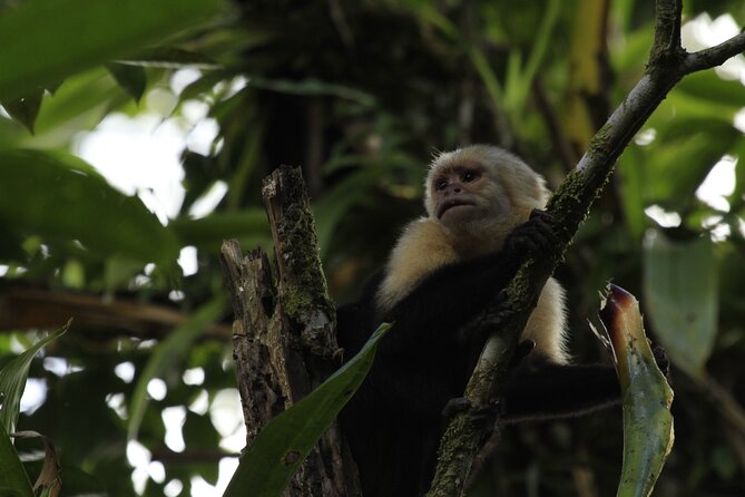 Combo La Fortuna Waterfall Arenal Volcano & Mistico Hanging Bridges - What to Expect During the Tour