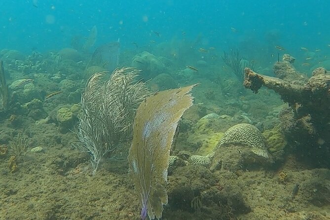 Coral Reef Snorkel Adventure With Photos and Videos - Tips for a Great Adventure