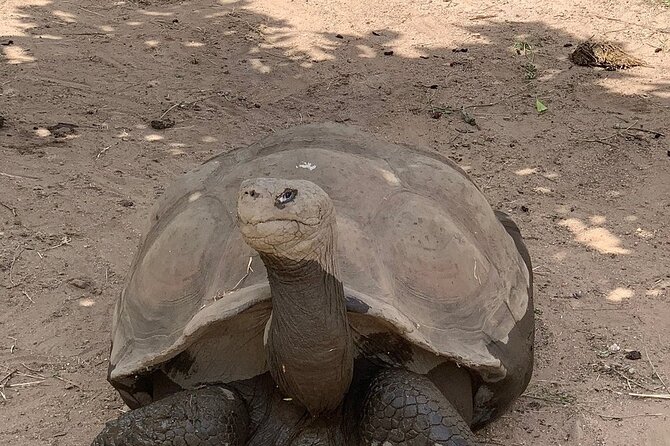 Corsica A Cupulatta Turtle Park Skip the Line Admission Ticket - Ticket Details and Benefits