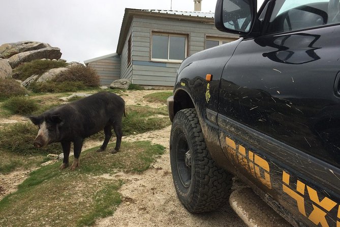 Corsica Extreme South 4X4 Excursions From Porto-Vecchio - Group Size and Capacity