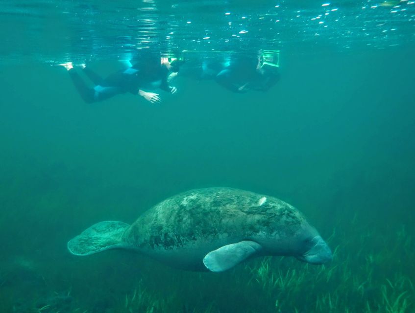 Crystal River: Manatee Swim Group Tour - Frequently Asked Questions