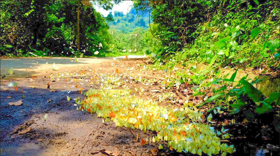 Cuc Phuong Forest - The Forest Of Thousands Of Butterflies - Biodiversity and Ecosystem