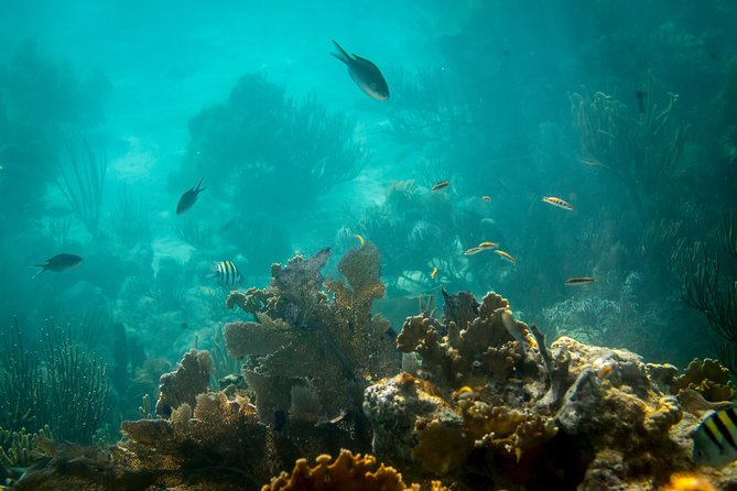 Culebra Snorkeling Tour by Catamaran From Fajardo - Excursion Details