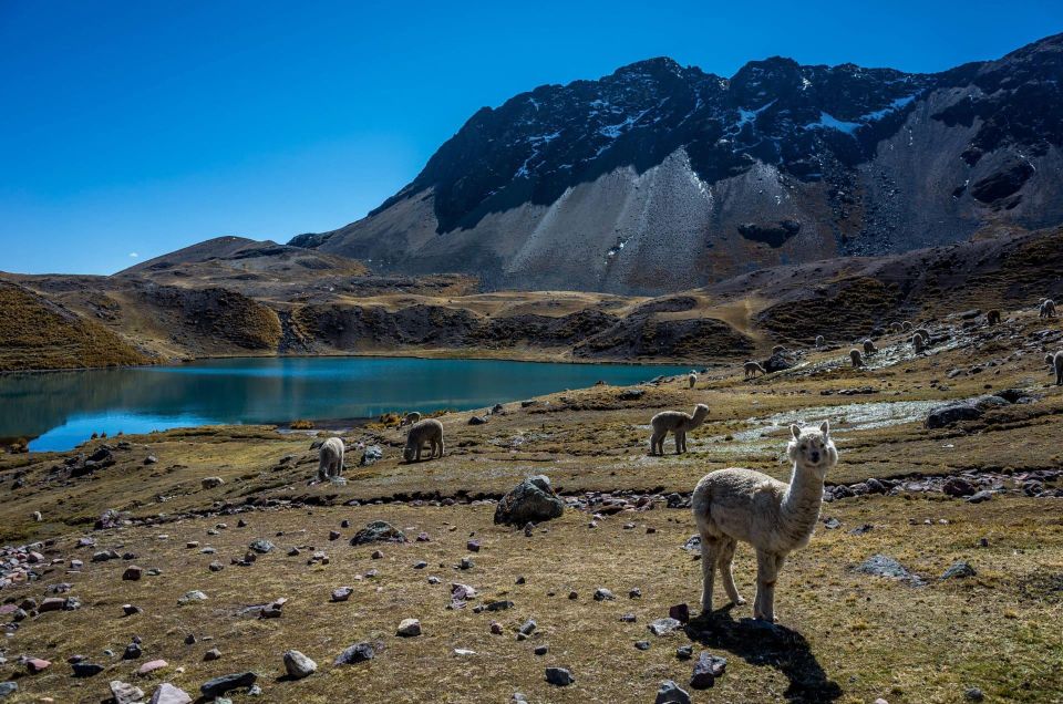 Cusco: Excursion to Ausangate 7 Lakes + Lunch - Essential Inclusions