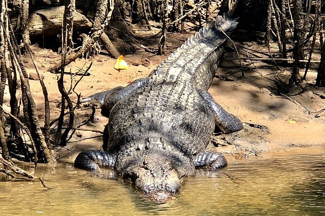 Daintree River Cruise - Inclusions and Benefits