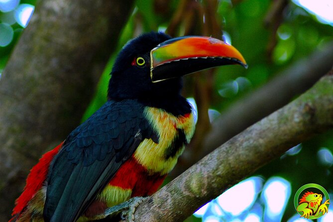 Damas Mangrove Boat Tour - Tips for a Great Experience
