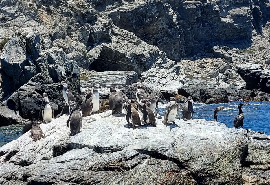 Damas or Chañaral Island: Whales & Humboldt Penguin Reserve - Important Information